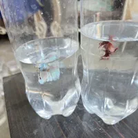 ماهی فایتر مینیاتوری رنگ خاص و پچه فلاور کینگ سایز|ماهی|قم, پردیسان|دیوار