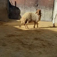 یه بره ماده فروشی درجه یک|حیوانات مزرعه|سیوان, |دیوار