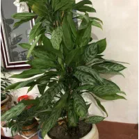 گل آپارتمانی یا نمایشگاهی