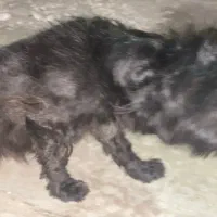 سگ مشکی|سگ|بندرعباس, |دیوار