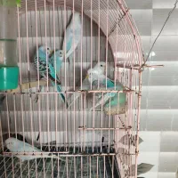 مرغ عشق|پرنده|رشت, پل تالشان|دیوار