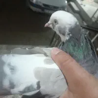 کبوتر جفت خوشگل|پرنده|بندر ترکمن, |دیوار