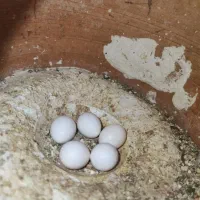 چند جفت مرغ عشق مولد و تخم گذار|پرنده|قره ضیاالدین, |دیوار