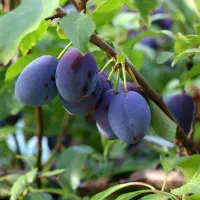 فروش نهال آلو خرمایی گوشتی