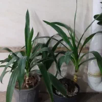 تعداد گل طبیعی قیمت پیشنهادی|گل و گیاه طبیعی|رشت, چله خانه|دیوار