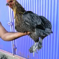 مرغ ونیمچه خروس وجوجه برهما|حیوانات مزرعه|قائم‌شهر, |دیوار