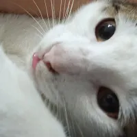 واگذاری گربه dsh ۳ ماهه