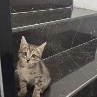 گربه