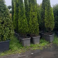 باغچه ای فضای سبز گل بیرون|گل و گیاه طبیعی|سیاهکل, |دیوار