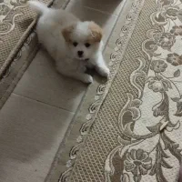 فروش یک عدد پسر