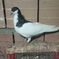 کبوتر