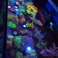 مرجان،ریف آب شور