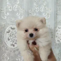 سگ پامر خرسی، پت جیبی