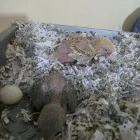 جوجه برزیلی 20روزه، مقطوع،معاوضه خیر|پرنده|شیراز, سینما سعدی|دیوار