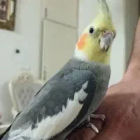 طوطی عروس هلندی جفت مولد|پرنده|رودهن, |دیوار