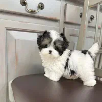 پوودل ، شیتزو‌