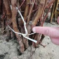 نهال گردوی تضمیمی درجه یک ژنوتیپ|خدمات باغبانی و درختکاری|بابل, |دیوار