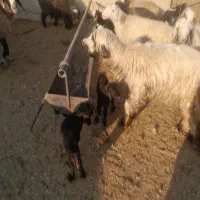 فروش ۳۰راس میش یا گوسفند بره دار