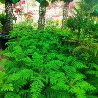 فروش ویژه گل و گیاه به دلیل شرایط خاص(متنوع/ارزان)