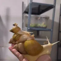 خاویار و خود حلزون