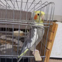 عروس نر شیطون سخنگو