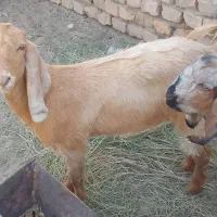 برو|حیوانات مزرعه|زابل, |دیوار