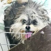 پامرین میکس شیتزو