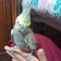 عروس هندی ماده مرواریدی|پرنده|کازرون, |دیوار