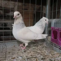 فروش کبوتر نقش|پرنده|تفت, |دیوار