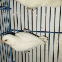 کتوله برزیلی