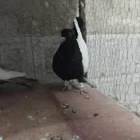 سینه سیاه سینه زرد هردوتانر|پرنده|تربت جام, شاد|دیوار