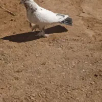 سلام به عشق بازها کفتر درجه یک ۸ساعت پرش توتیر|پرنده|کرمانشاه, |دیوار