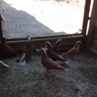 فروش کبوتر عرب