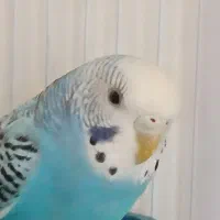 دو تا مرغ عشق و چهارتا فنچ