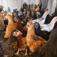 نیمچه جوجه مرغ محلی.گلین . بوقلمون . غاز اردک|حیوانات مزرعه|شهریار, شهریار|دیوار