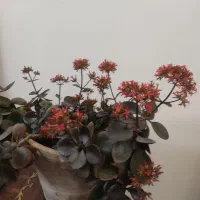 گل دیفن باخیا طبیعی و گل قاشقی و پتوس