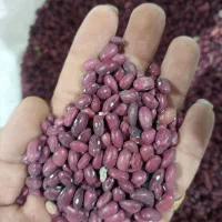 لوبیا قرمز،لوبیاچیتی،نخوددرشت،عدس ریزدرجه یک سرحد