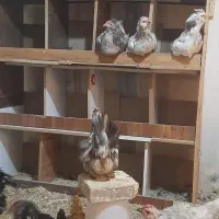 تخم نطفه دار گلین اصل