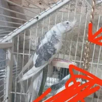 عروس هلندی دو کت پروانه ای