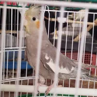 عروس هلندی جوجه|پرنده|یزد, |دیوار