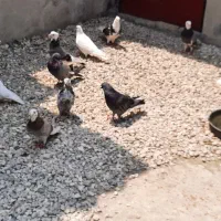 کبوتر پرشی