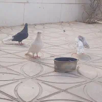 کبوتر عدد کلاغ دم سفید ماده طوقی زرد