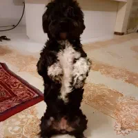 گمشده در لنگرود