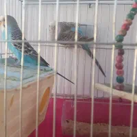 جفت مرغ عشق سالم و سلامت معاوضه با کفتر