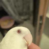 کوتوله بالفالو ماده آماده|پرنده|مشهد, یوسفیه (شهرک غرب)|دیوار