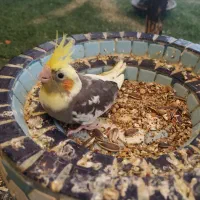 جوجه عروس هلندی سرلاکی|پرنده|قشم, |دیوار