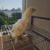 جوجه برهما لایت|حیوانات مزرعه|خرمآباد (تنکابن), |دیوار