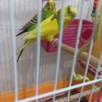 جفت مرغ عشق انگلیسی اصل