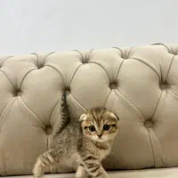 گربه اسکاتیش فولد . گربه بریتیش. گربه.گربه اسکاتیش|گربه|تهران, شهرک غرب|دیوار