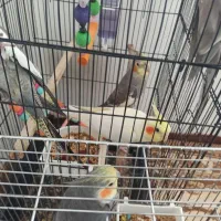 عروس هلندی زیبا